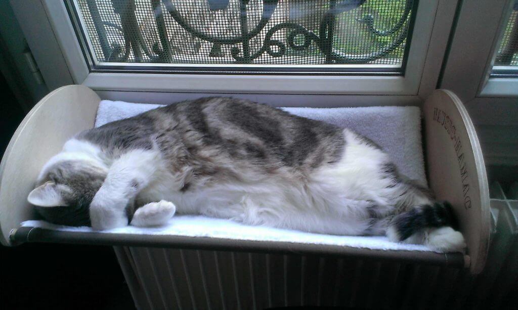 The hammock with cat